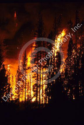 The Cub Creek forest fire near Lowman, Idaho.