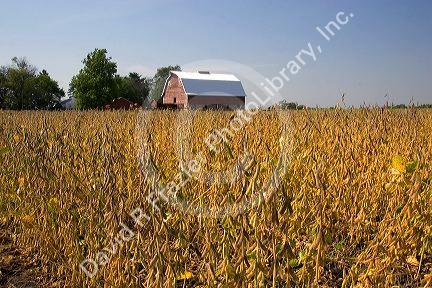 Red barn and soy bean crop at Ladd, Illinois.
