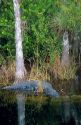 Alligator among cypress trees in Florida Everglades.
