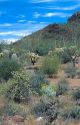 Mixed cactus desert at Pipe Organ National Monument.