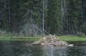A beaver lodge on Warm Lake in the Boise National Forest, Idaho.