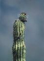 Close up detail of saguaro cactus in Arizona desert.