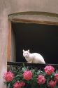 A white cat sits on a balcony in Italy.