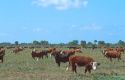 Cattle grazing along highway 98 near Okeechobee, Florida.