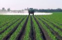 Pesticide application on Florida sweet corn.