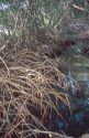 Red mangrove roots in the J.N. Ding Darling National Wildlife Refuge on Sanibel Island, Florida.