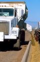 Truck feeding cattle on a feedlot in Idaho.