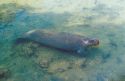 Manatee, sea cow in Florida waters eating a carrot.