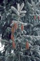 Seed cones on spruce tree covered in hoar frost.