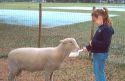 Young girl feeding a pet sheep.  MR