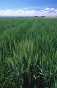 Green wheat field in canyon County Idaho.