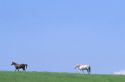 Brown and white horses walking in a green field.
