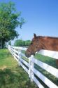 Horse leaning on white fence in the Blue grass Country near Lexington, Kentucky.