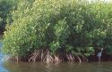 Mangroves growing in the Florida Everglades.