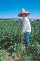 Female hispanic migrant worker weeding sugar beats.