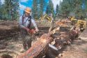 Logging in the Boise National Forest, Idaho.