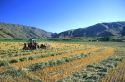 Oat hay harvest in Gardena, Idaho.