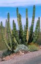 Organ pipe cactus at Organ Pipe National Monument, Arizona.
