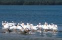 White Pelicans sitting on a sandbar at the J.N. Ding Darling National Wildlife Refuge on Sanibel Island, Florida.