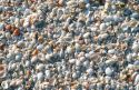 Seashells on Sanibel Island, Florida.