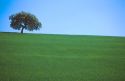 Oak tree in green wheat field with blue sky in rural Spain.