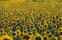Sunflower field in Kansas.