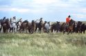 An Indian cowboy rounding up a herd of wild horses.