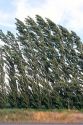 Lombardi poplar trees bend in the wind.  Trees are often used as windbreak on farms.