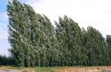 Lombardi poplar trees bend in the wind.  Trees are often used as windbreak on farms.