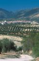 Olive groves and white village north of Granada, Spain.