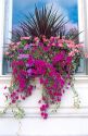 Window flower box in London, England.