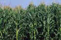 A corn field in Illinois.