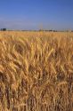 Wheat field in southwest Idaho.