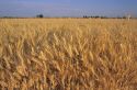 Wheat field in southwest Idaho.