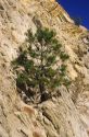A pine tree growing out of a rock cliff.