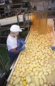 Workers use knives to remove blemished potatoes from a sorting line in a processing plant.