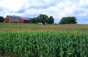 A red barn with corn field in the foreground, Watonwan County, Madelia, Minnesota.