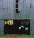 Tobacco drying in a barn near Frankfort, Kentucky.