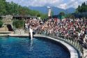 A killer whale performing before a crowd at the aquarium in Vancouver, Canada.