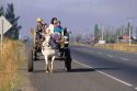 A family traveling in a horse drawn wagon along the transamerica highway in Chile.