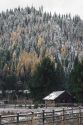 Dusting of snow at Smiths Ferry, Idaho with yellow tamarack trees.
