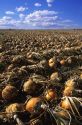 Onion harvest in Canyon County Idaho.