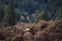 Red fox in the central Idaho Mountains near Cascade.
