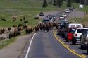 A herd of buffalo walk along the road with traffic in Yellowstone National Park, Wyoming.