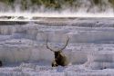 A elk laying in the snow at Mammoth Springs in Yellowstone National Park, Wyoming.
