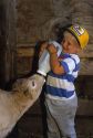 A young boy bottle feeds a calf.