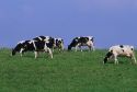 Dairy cows grazing in a field.