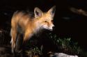 A red fox in the shadows of the forest.