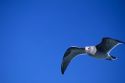 A Heermann seagull in flight, San Diego Harbor, California.