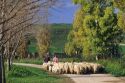 Peasant farmers  herding sheep in Sardinia, Italy.